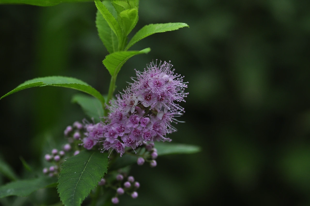 꼬리조팝나무 (2).JPG