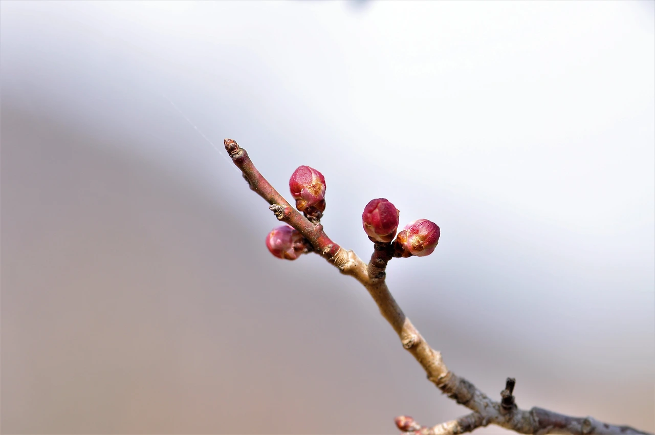 살구나무 (6).JPG