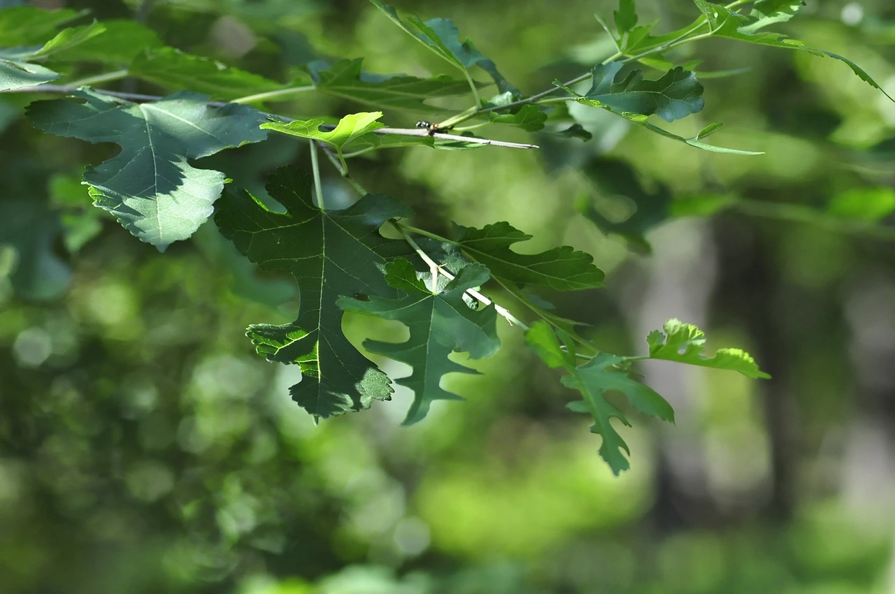 가새뽕나무 (4).JPG