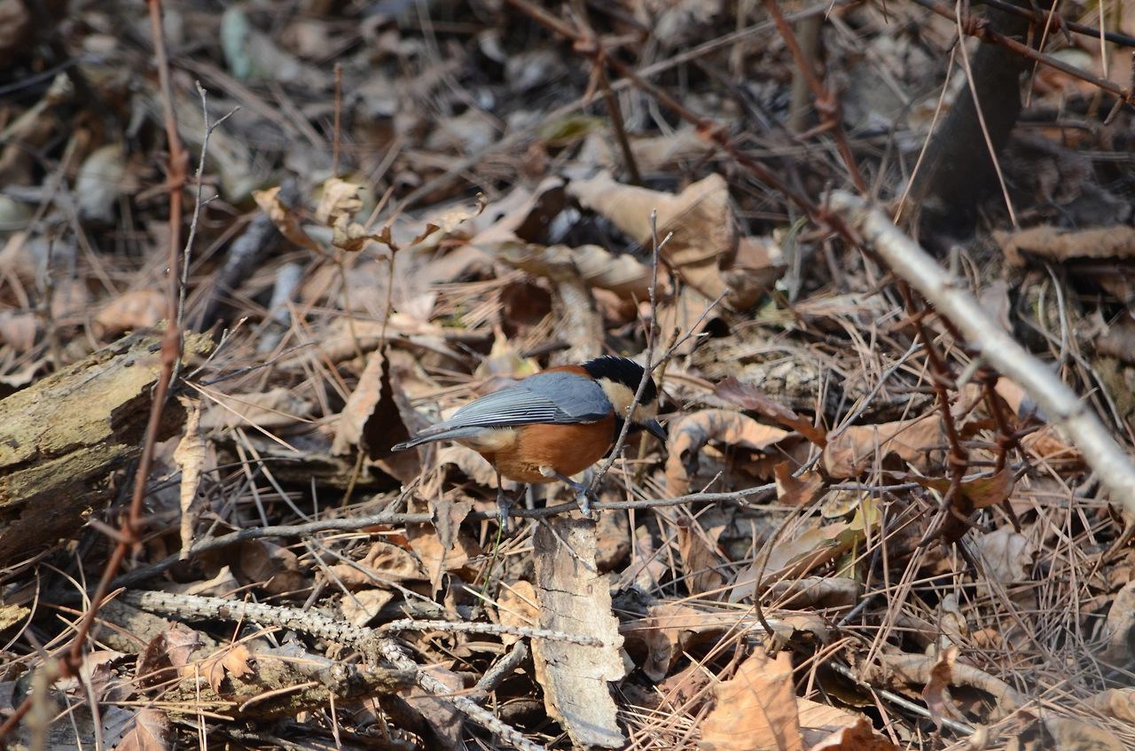 곤줄박이 (2).JPG