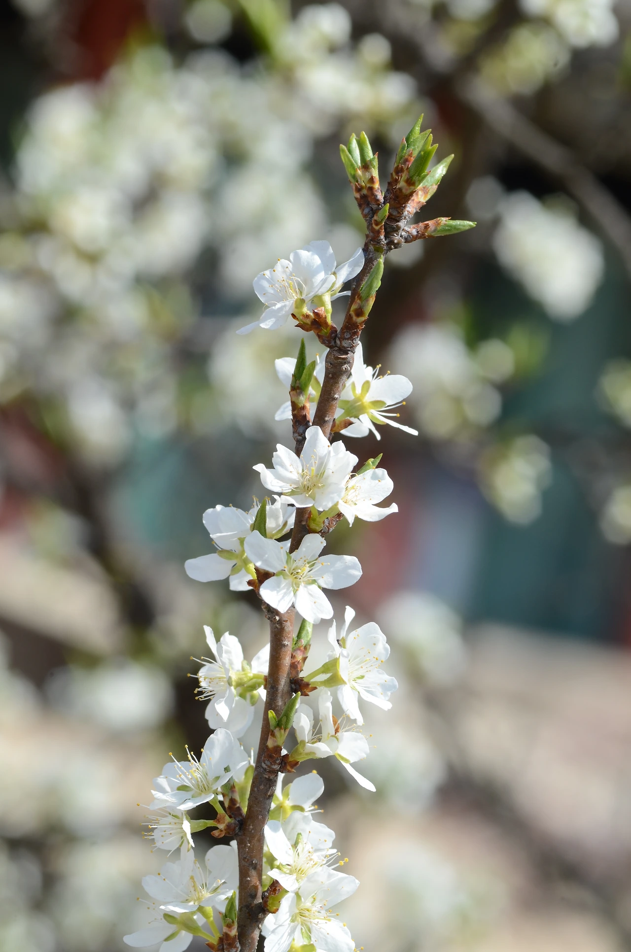 자두나무 (2).JPG