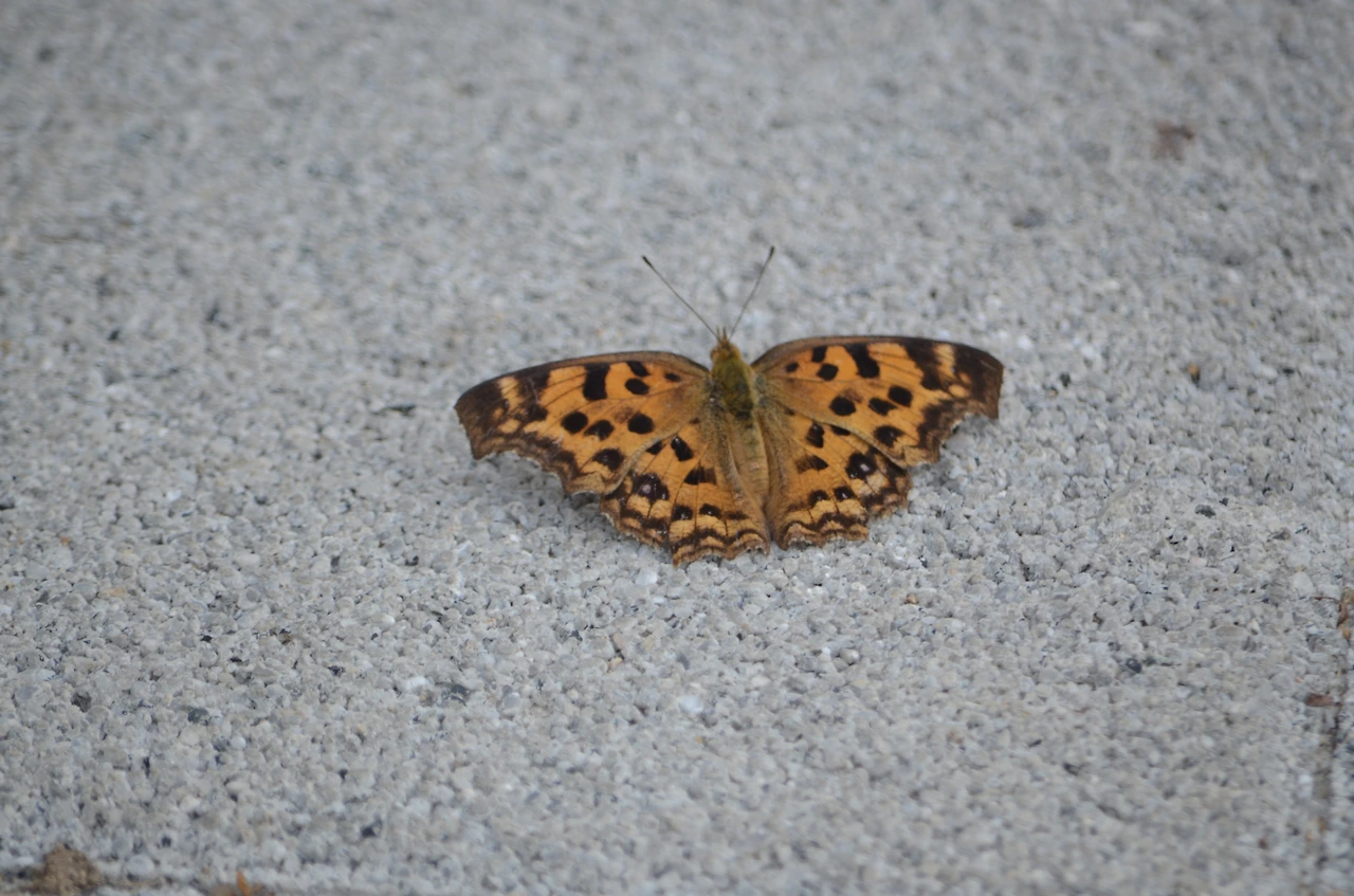 네발나비 (3).JPG