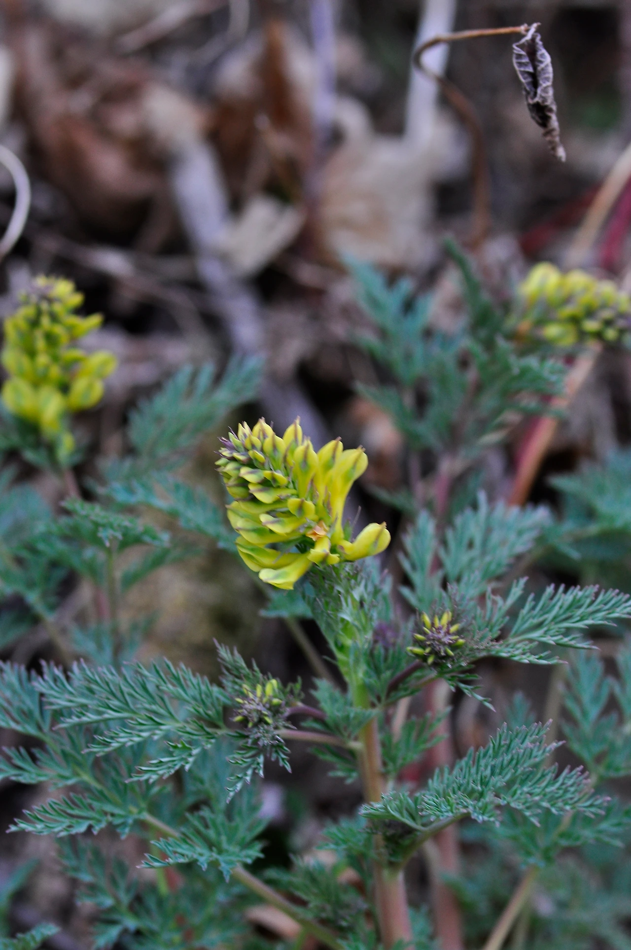 노란괴불주머니 (3).JPG