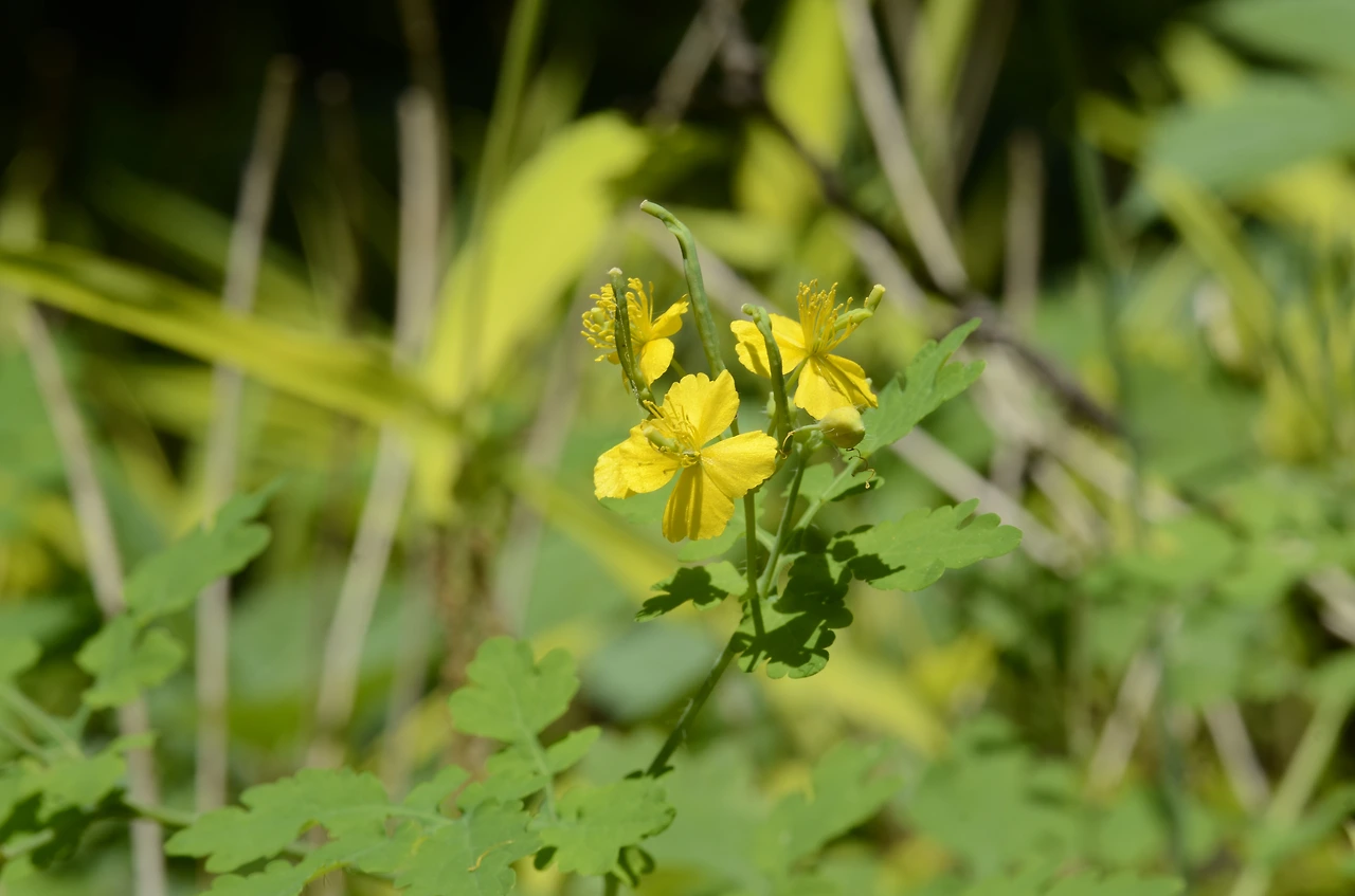 애기똥풀 (2).JPG
