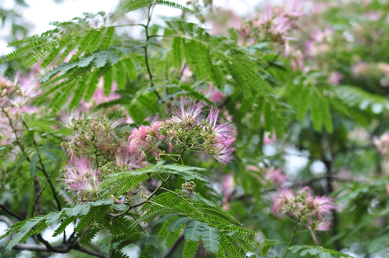 자귀나무 (4).JPG