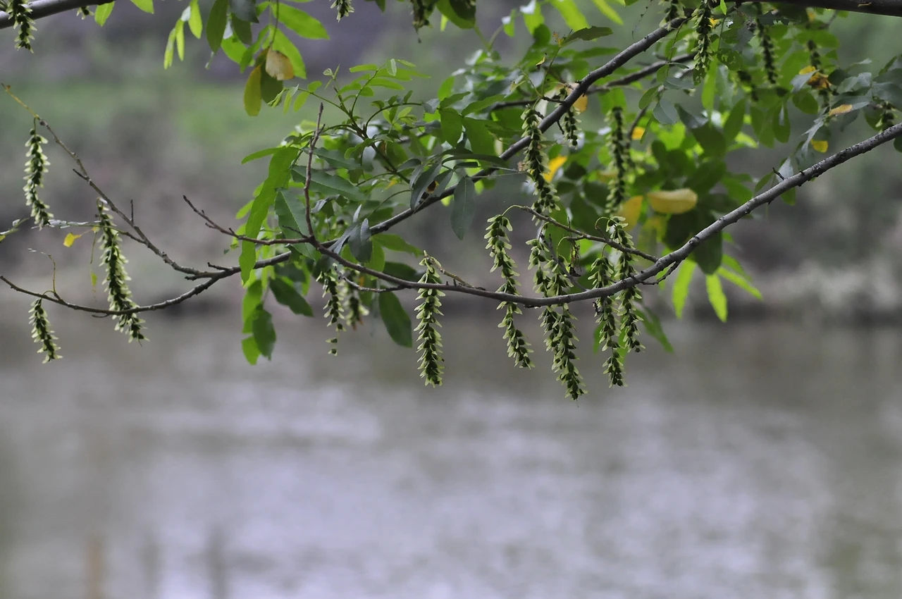 중국굴피나무 (3).JPG