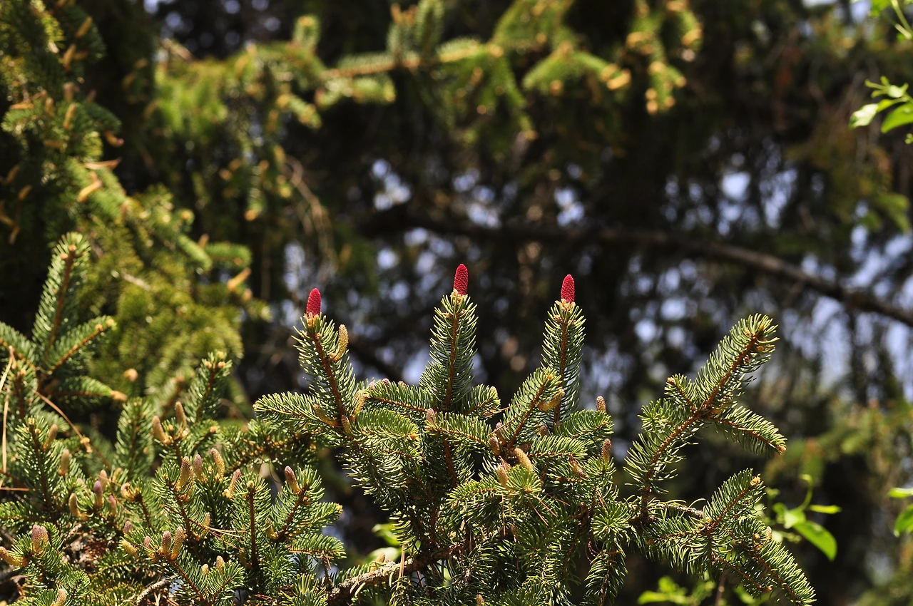 종비나무 (4).JPG