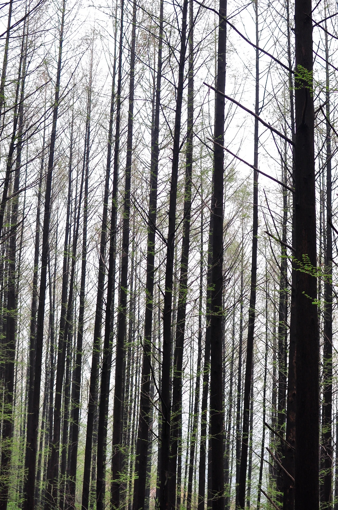 메타세콰이어 (3).JPG