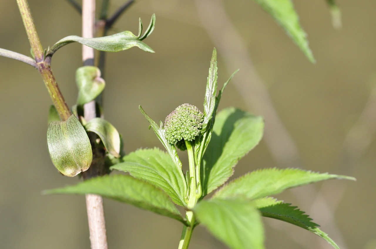 딱총나무 (2).JPG