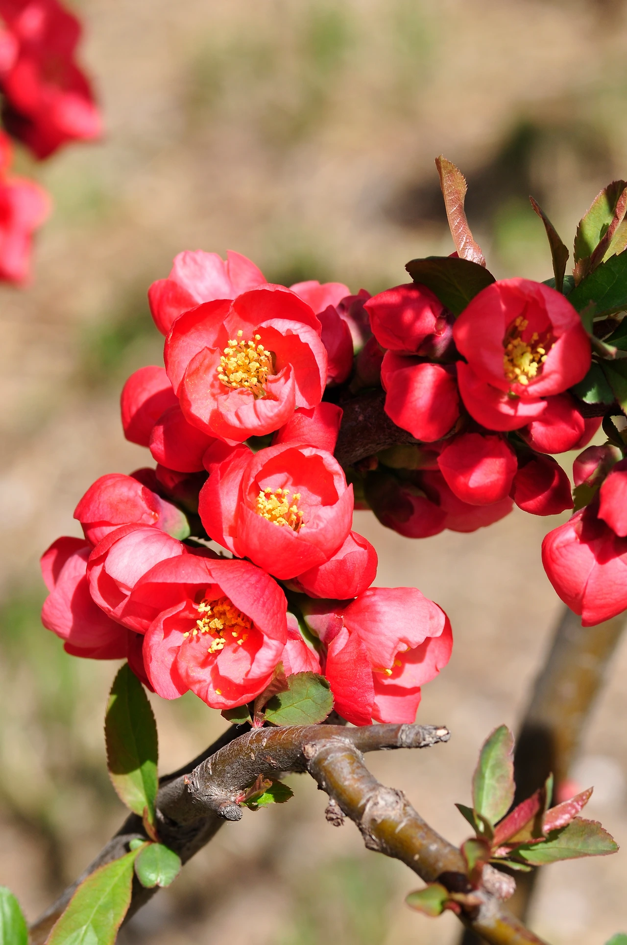 명자나무 (4).JPG