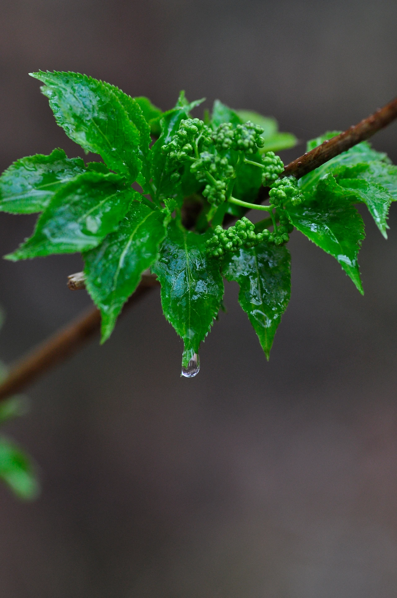 딱총나무 (6).JPG