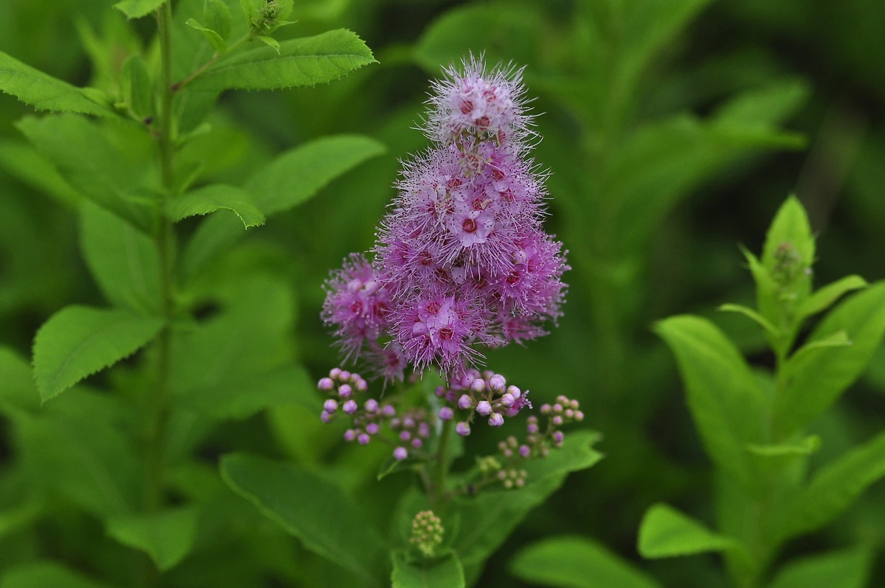 꼬리조팝나무 (5).JPG