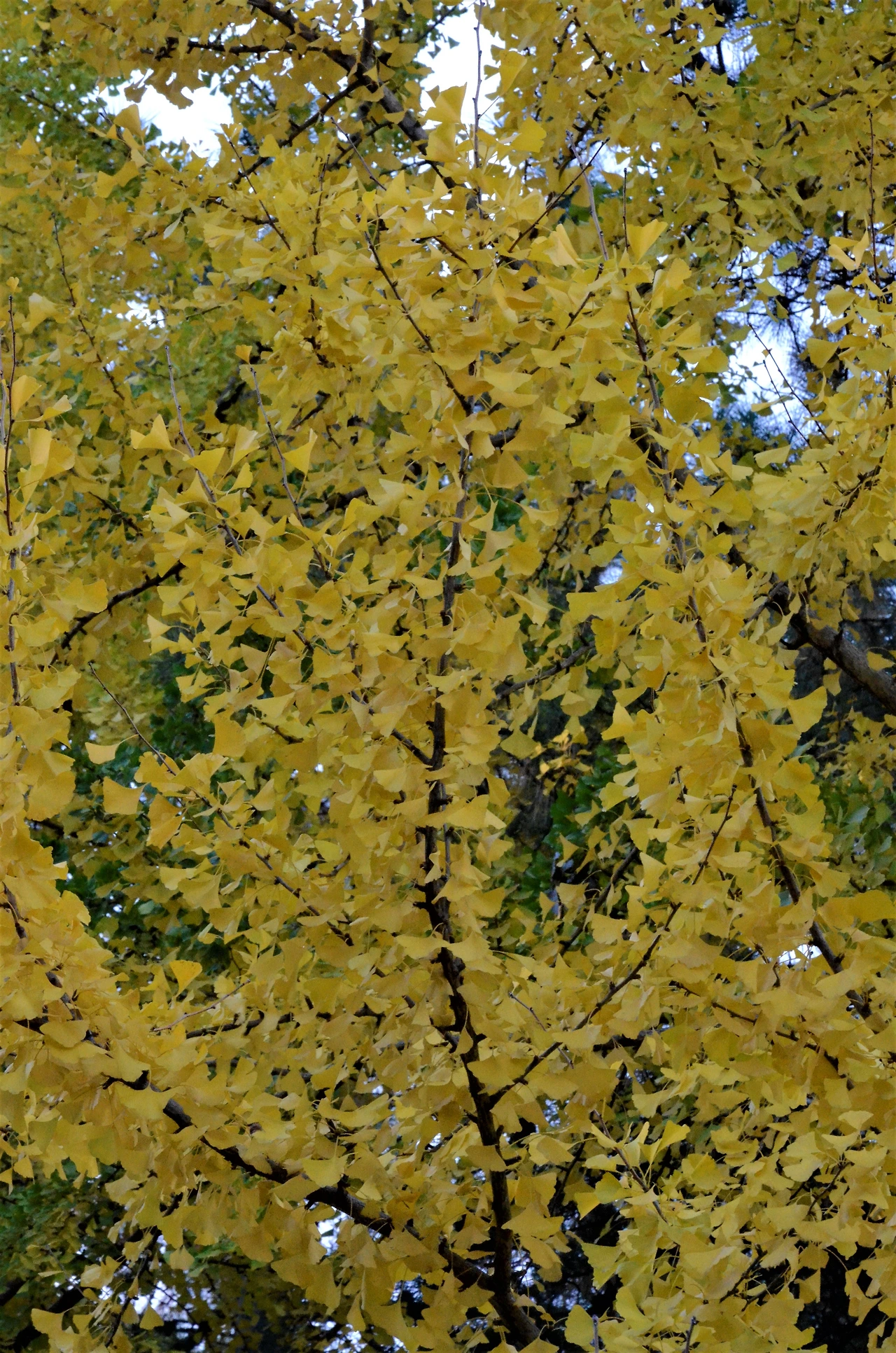 은행나무 (3).JPG