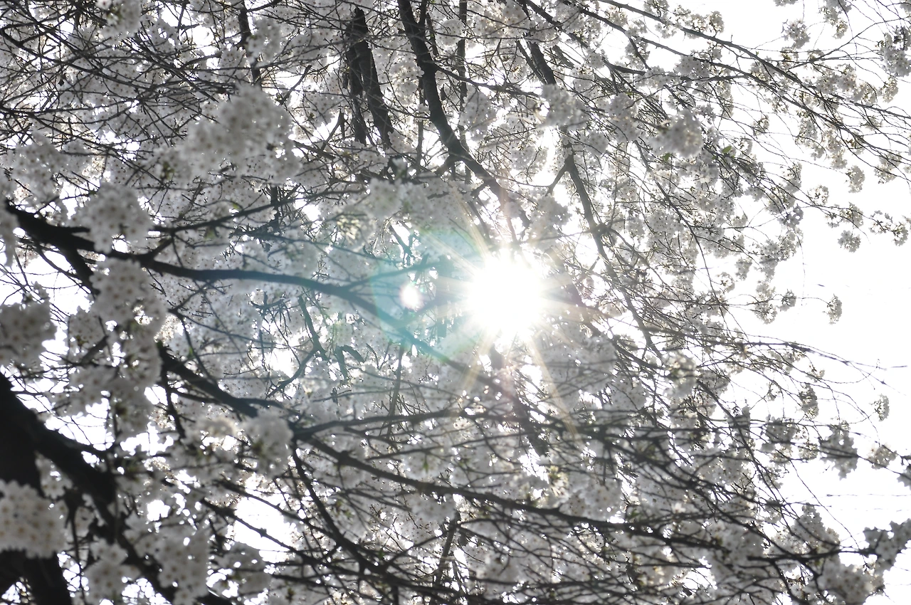 왕벚나무 (10).JPG