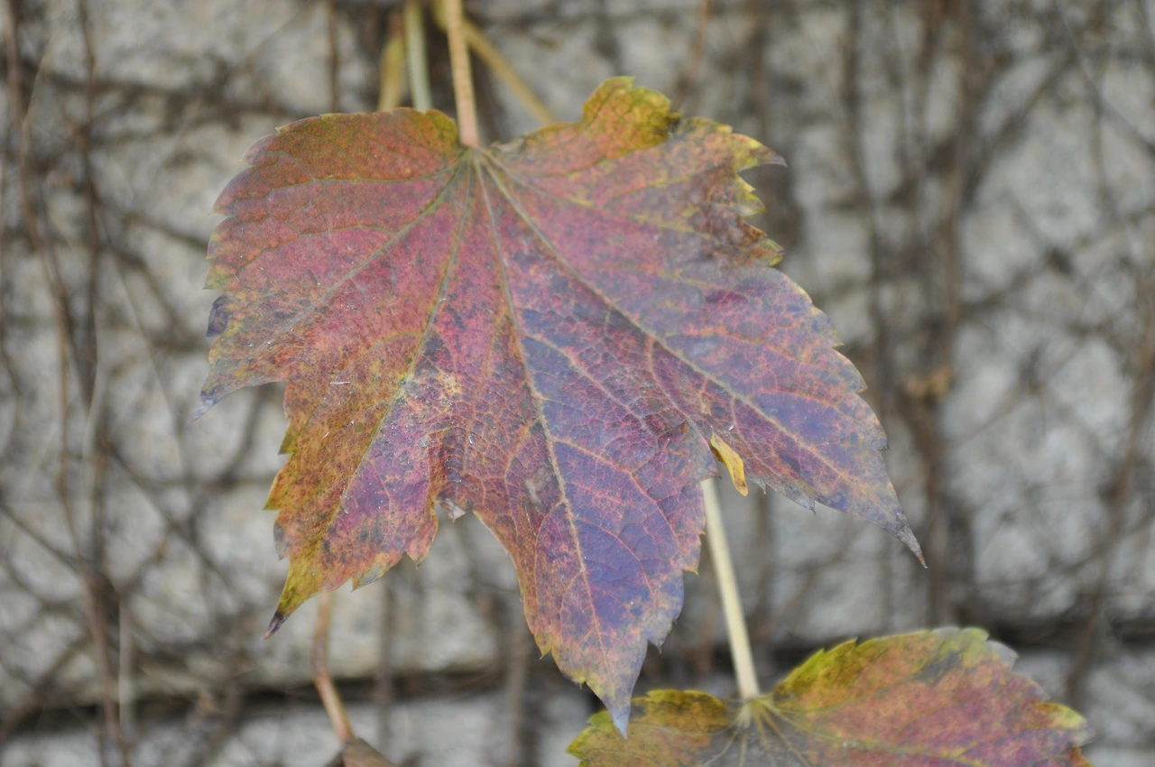 담쟁이덩굴 (3).JPG