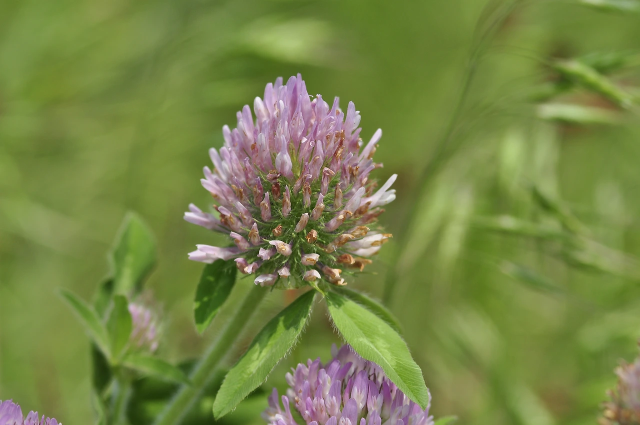 붉은토끼풀 (2).JPG