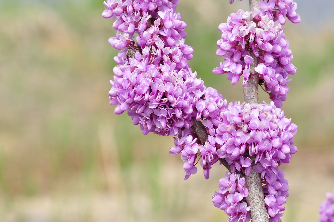 박태기나무 (2).JPG