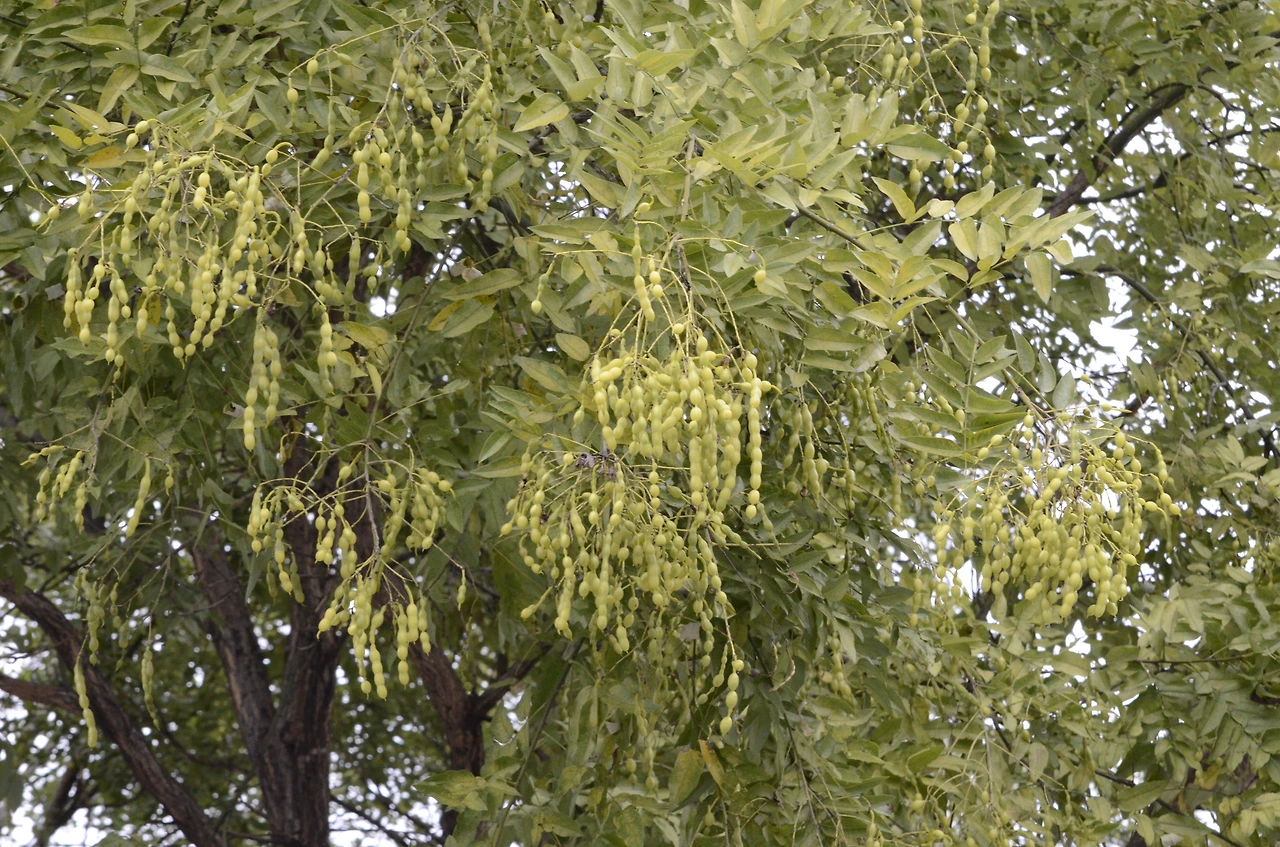 회화나무 (16).JPG