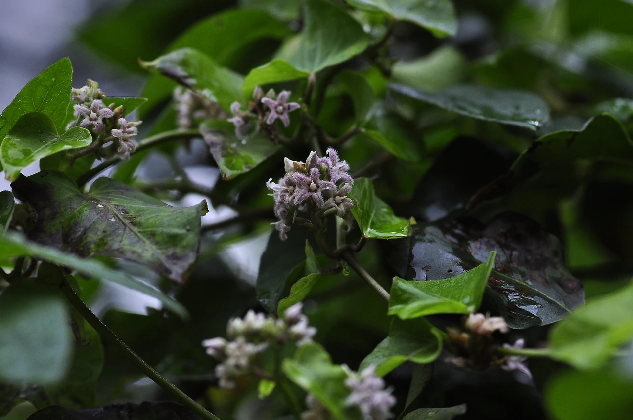 박주가리 (2).JPG