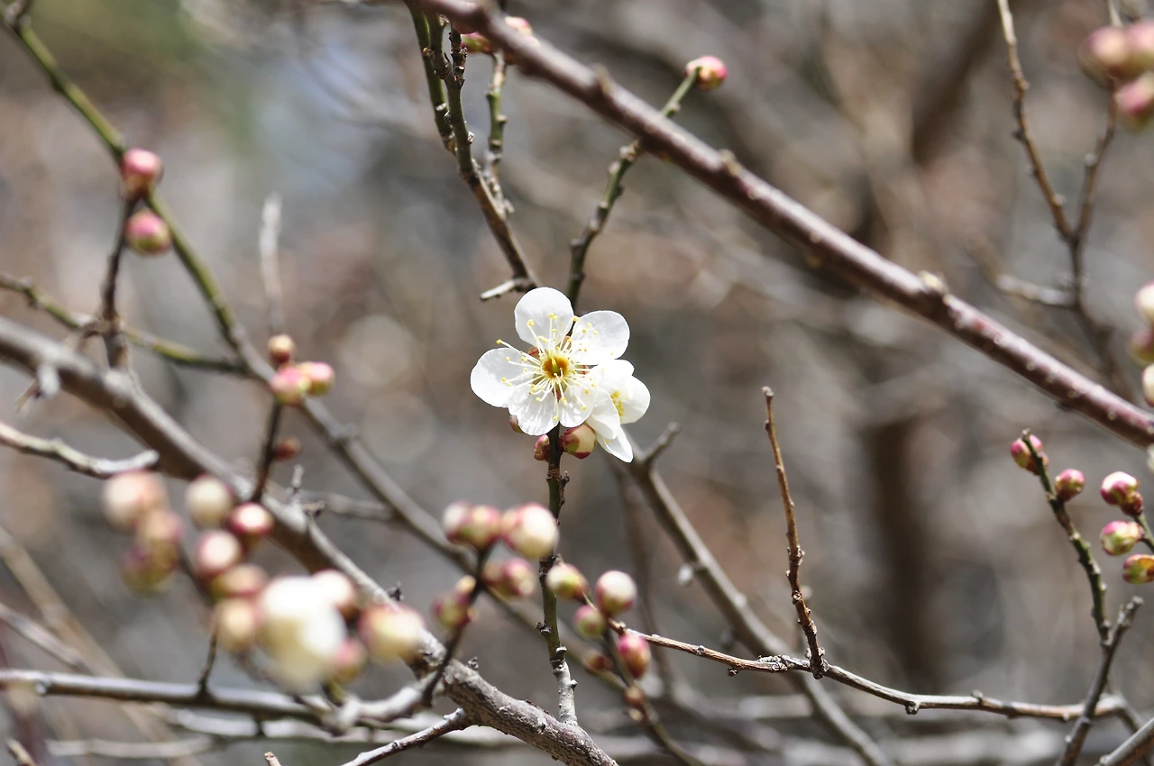 매화나무_꽃.JPG