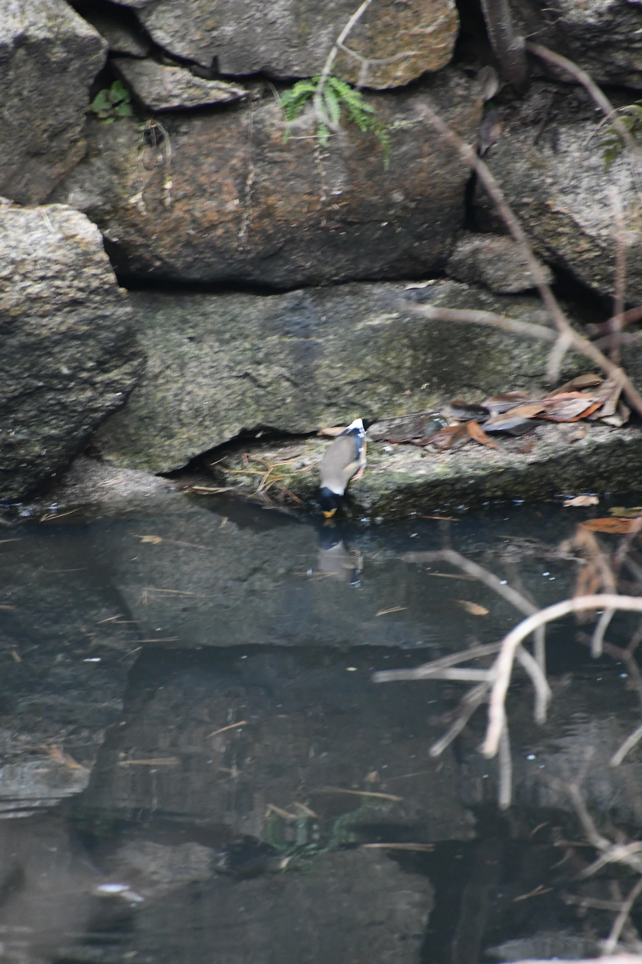 밀화부리 (11).JPG