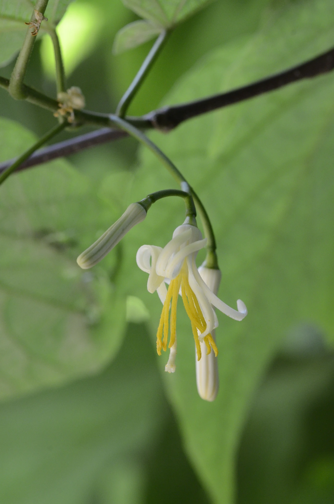 박쥐나무 (8).JPG