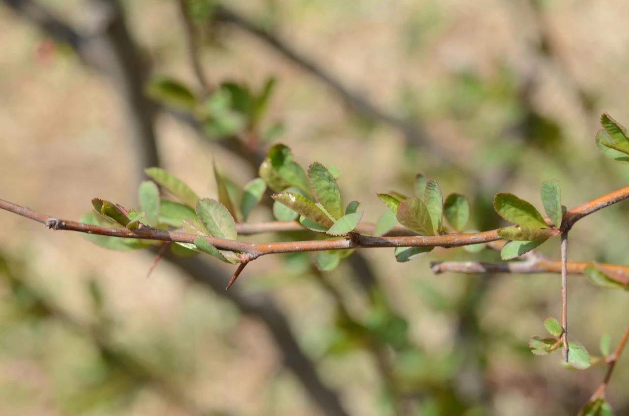 명자나무 (4).JPG