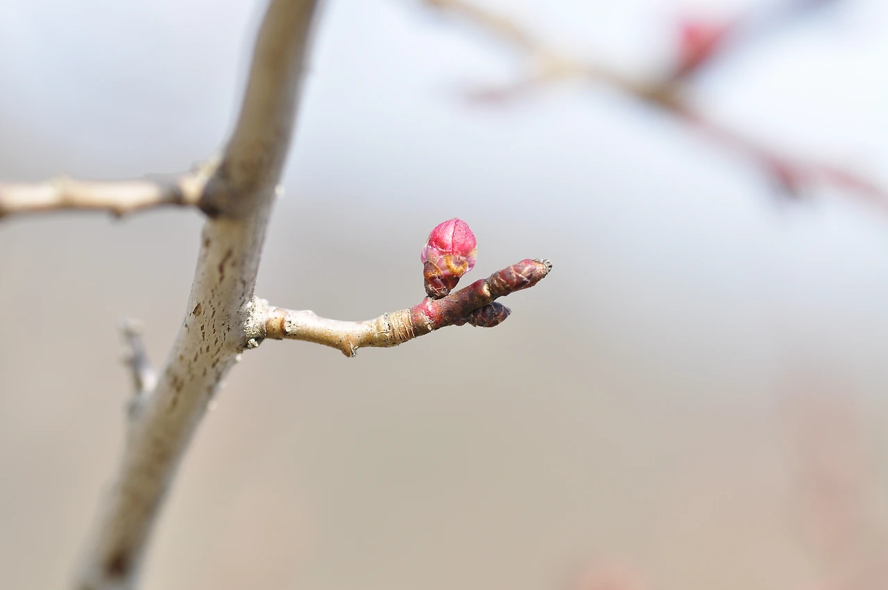 살구나무 (3).JPG