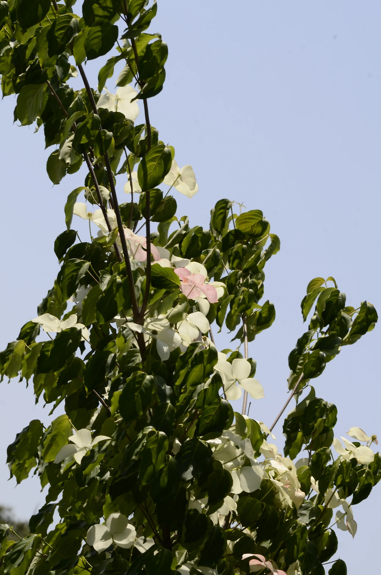 산딸나무 (2).JPG