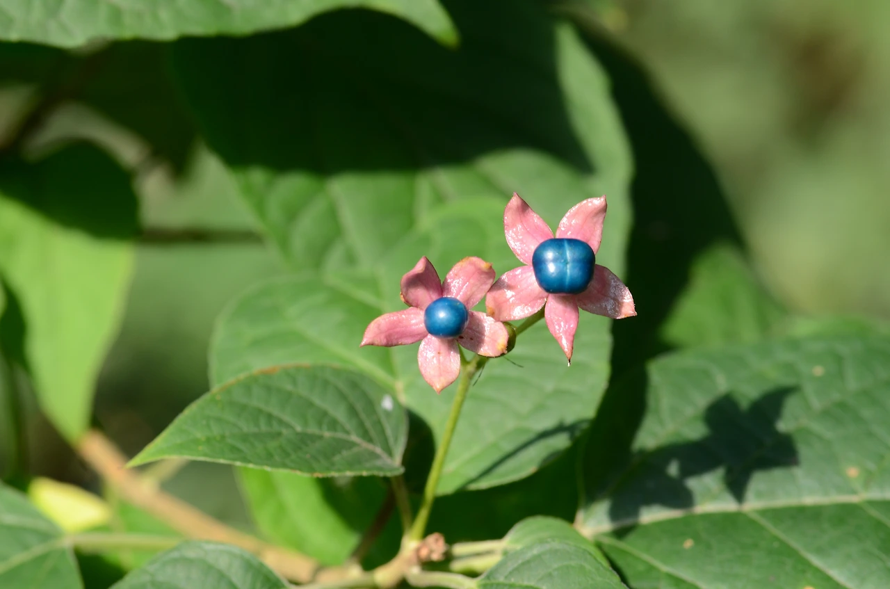 누리장나무 (2).JPG