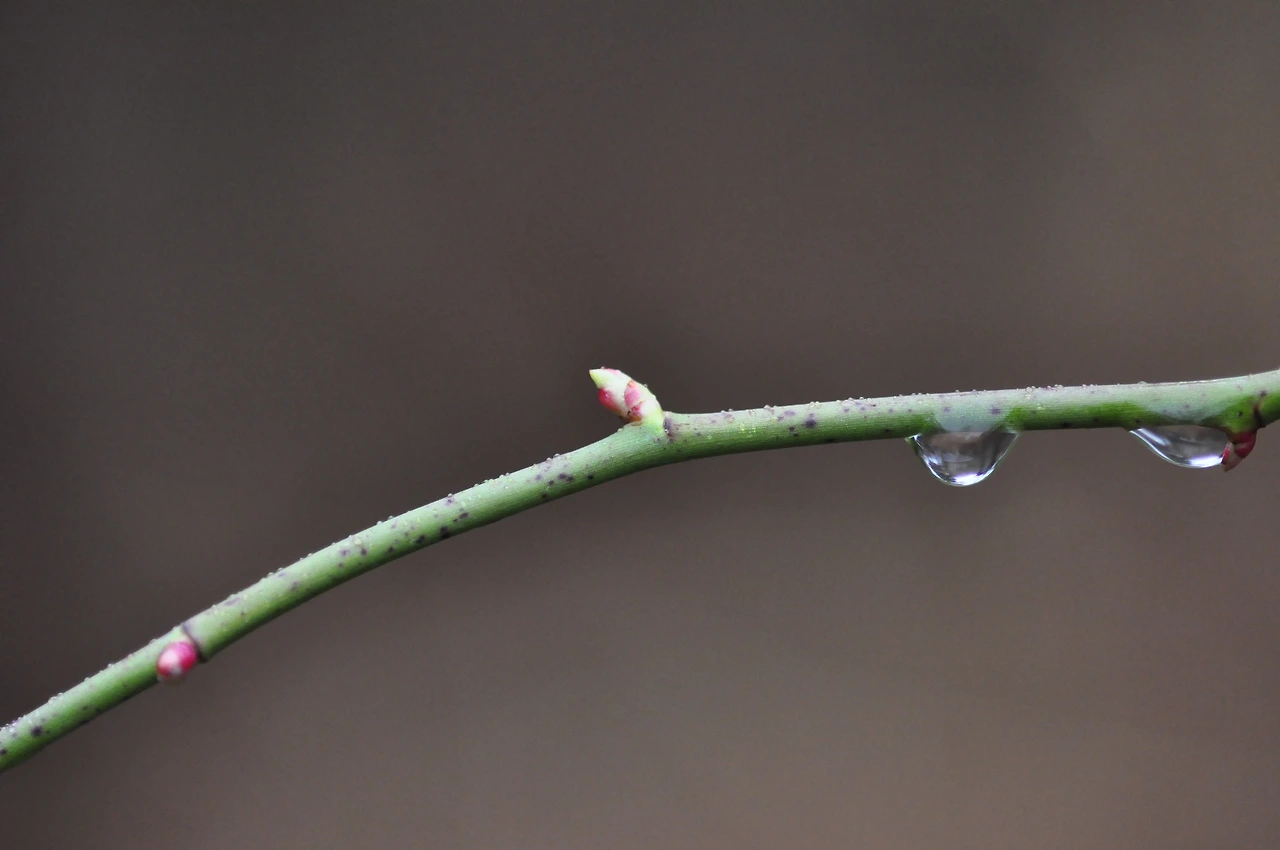 찔레나무_겨울눈 (2).JPG