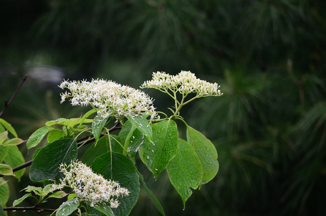 층층나무 (3).JPG