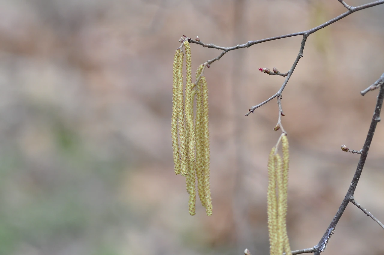 개암나무_꽃 (2).JPG