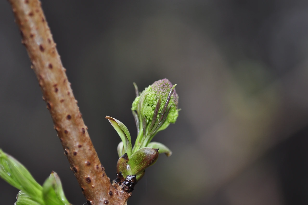 딱총나무_겨울눈 (3).JPG