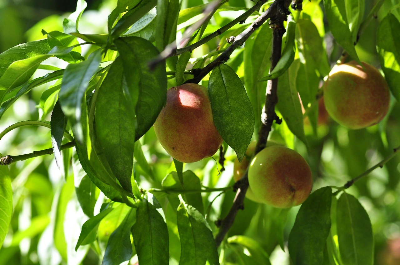 천도복숭아나무 (3).JPG