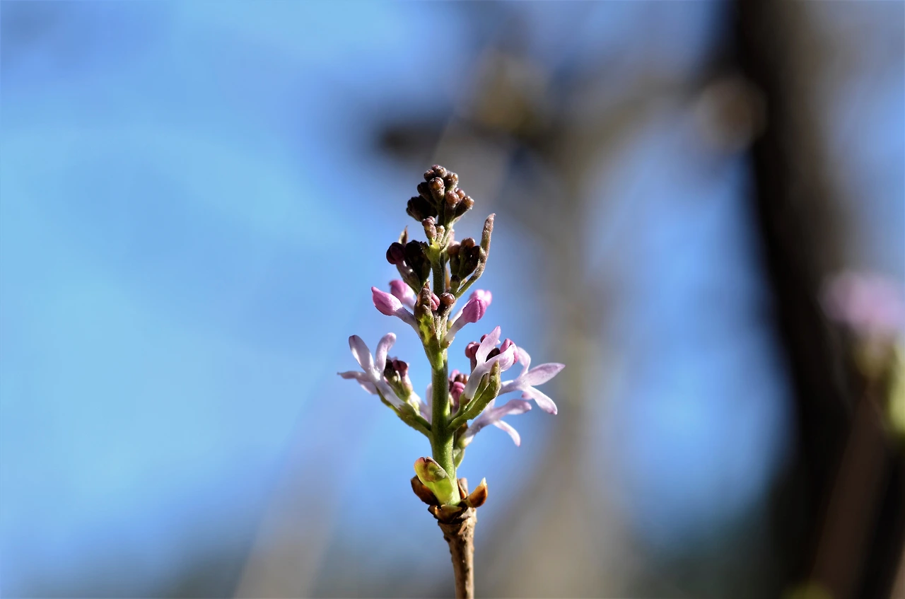 수수꽃다리 (2).JPG