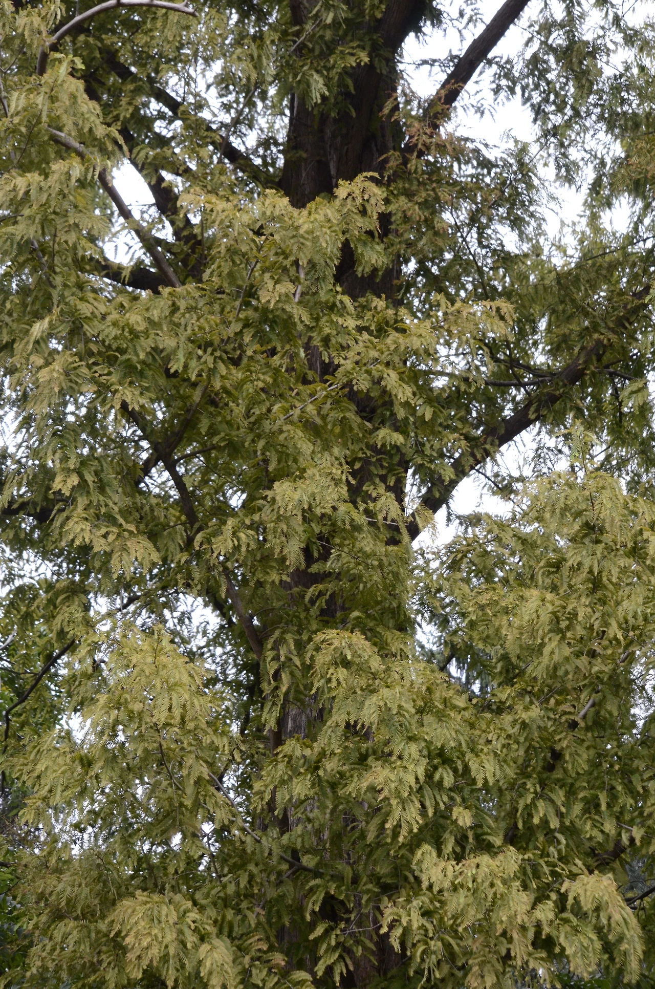 메타세쿼이아 (3).JPG