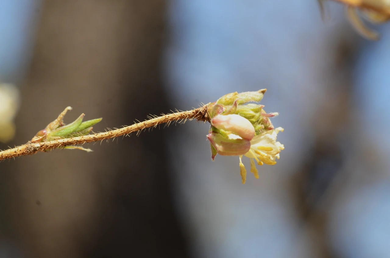 산괴불나무 (2).JPG