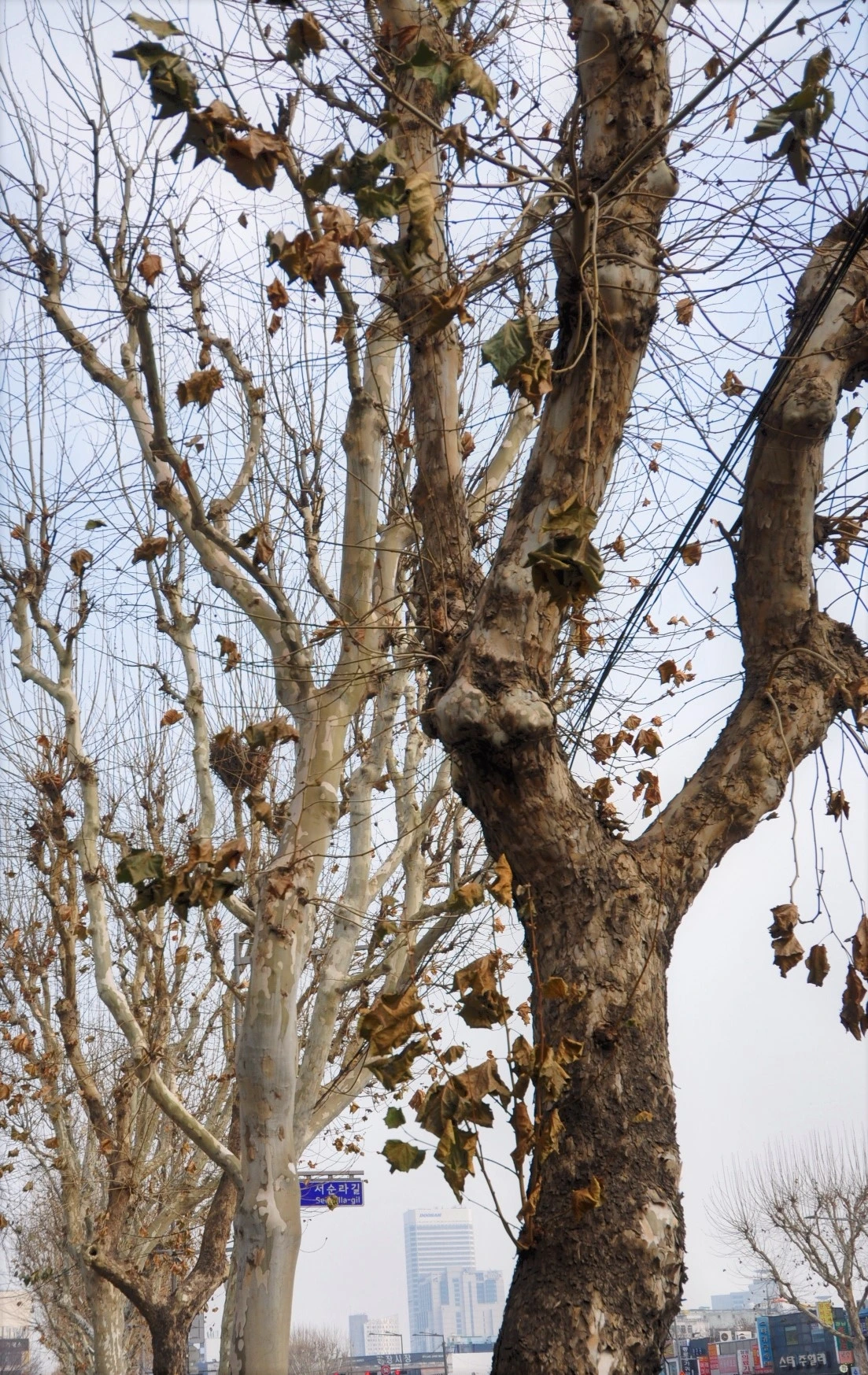 양버즘.JPG