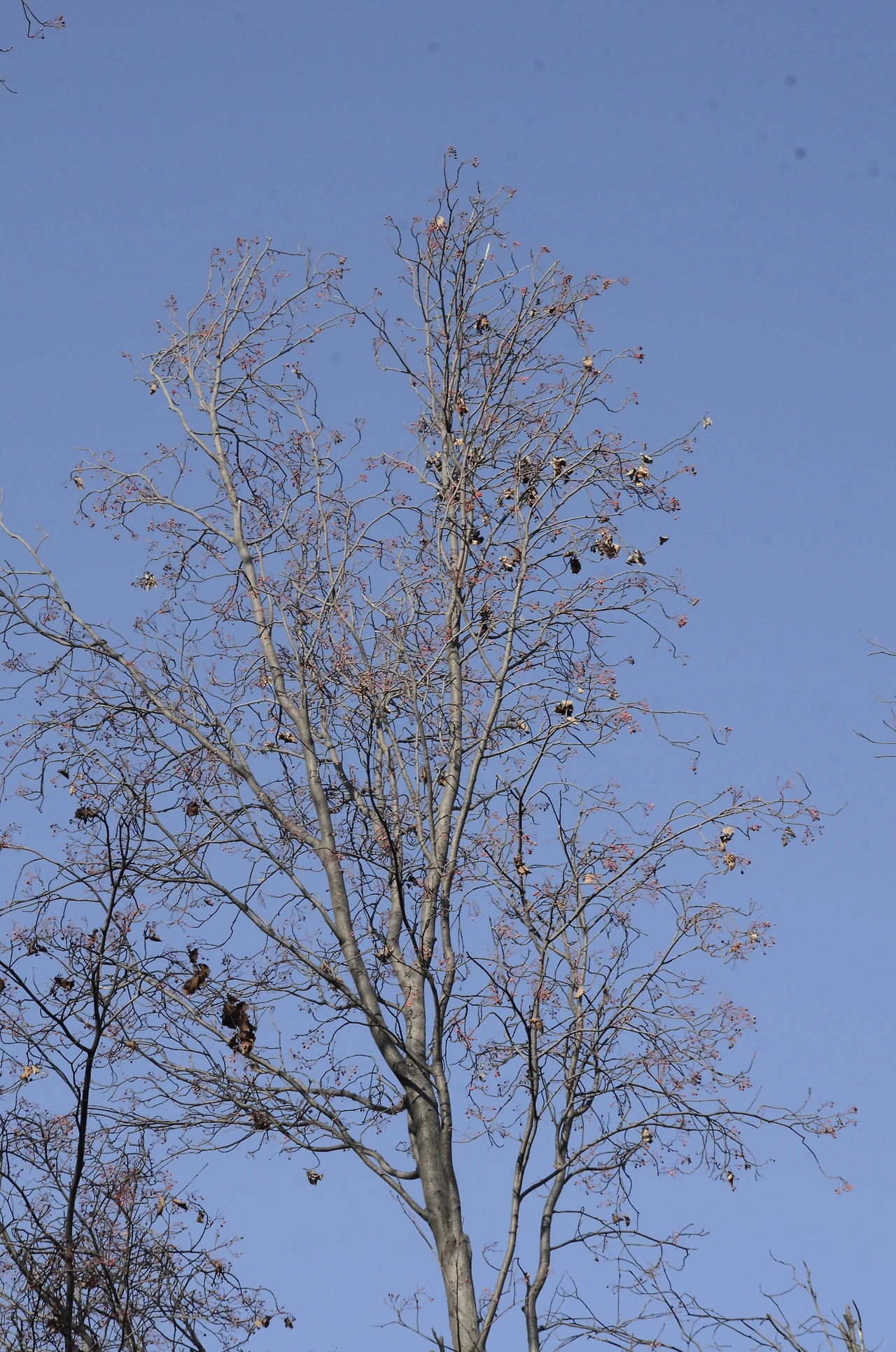 팥배나무 열매 (2).JPG