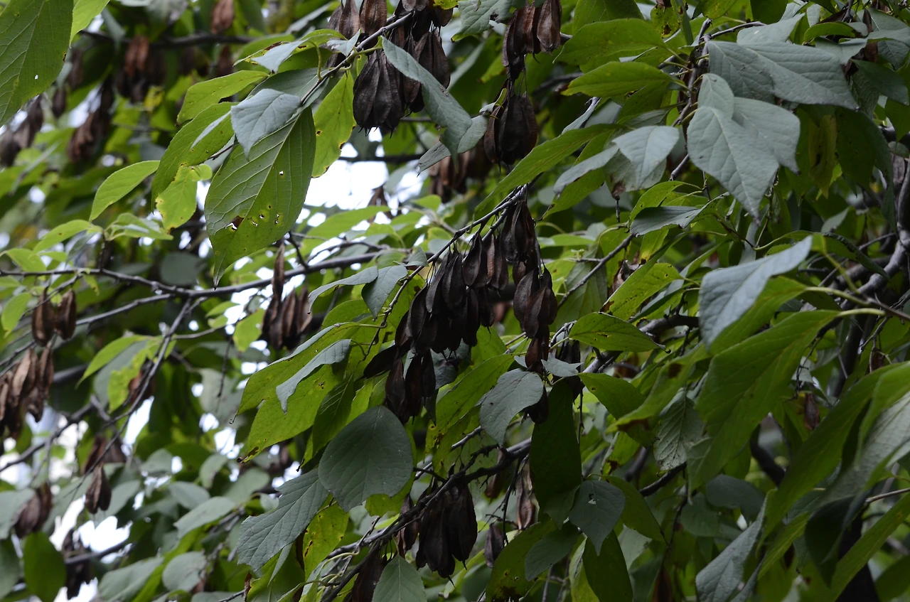 은종나무 (3).JPG