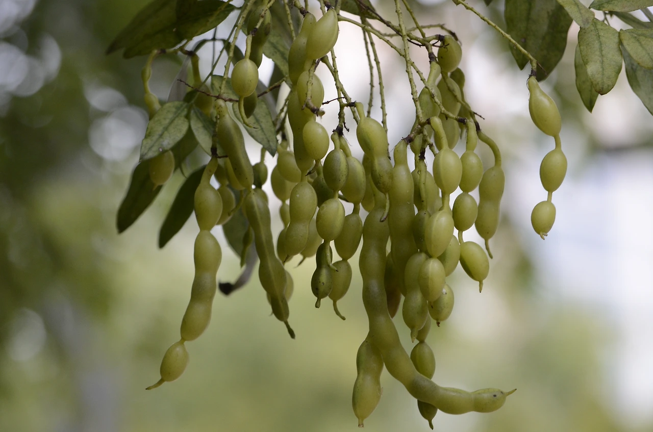 회화나무 (2).JPG