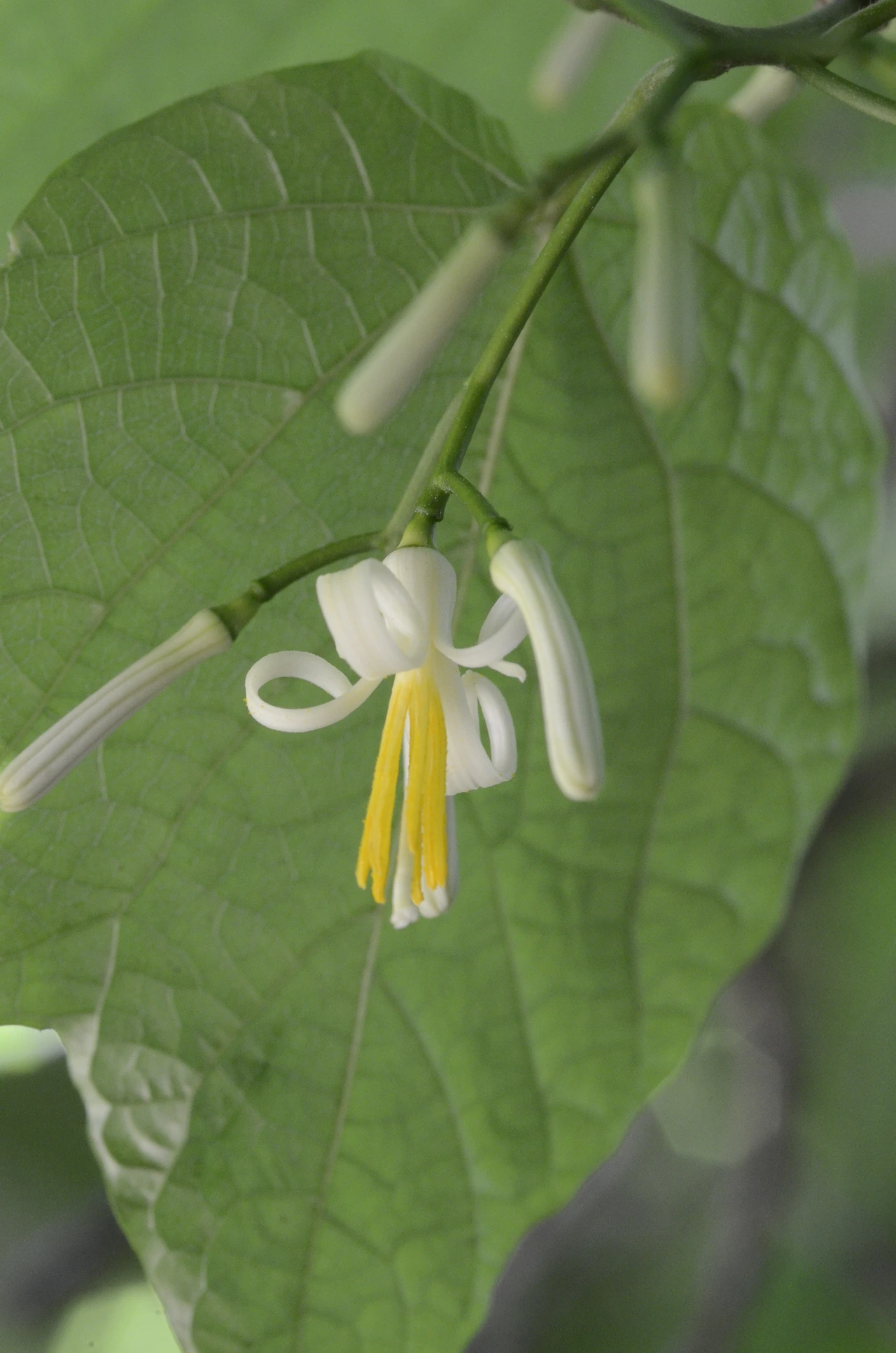 박쥐나무 (7).JPG