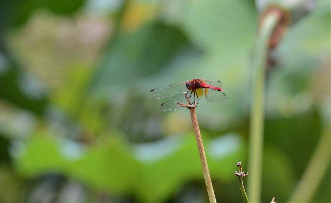 고추잠자리 (5).JPG