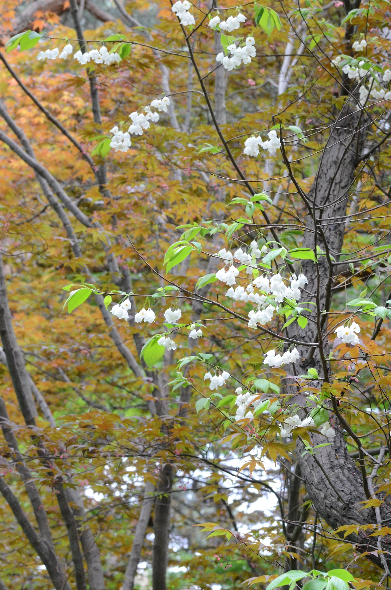 은종나무 (8).JPG