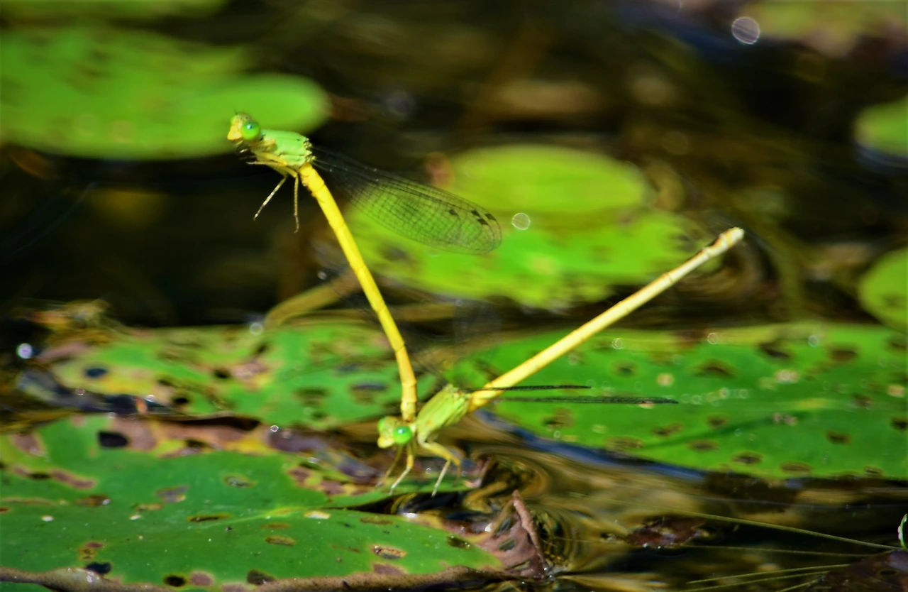 노란실잠자리 (2).JPG