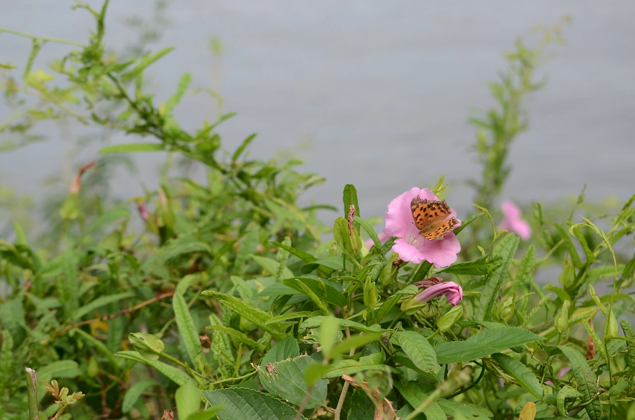 나팔꽃과 네발나비.JPG