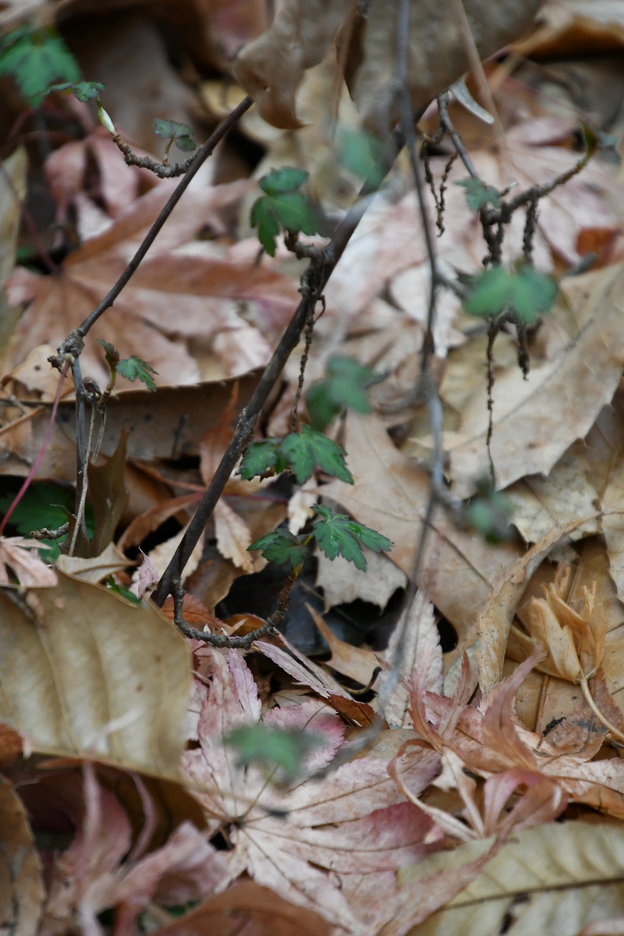 까마귀밥나무 (3).JPG