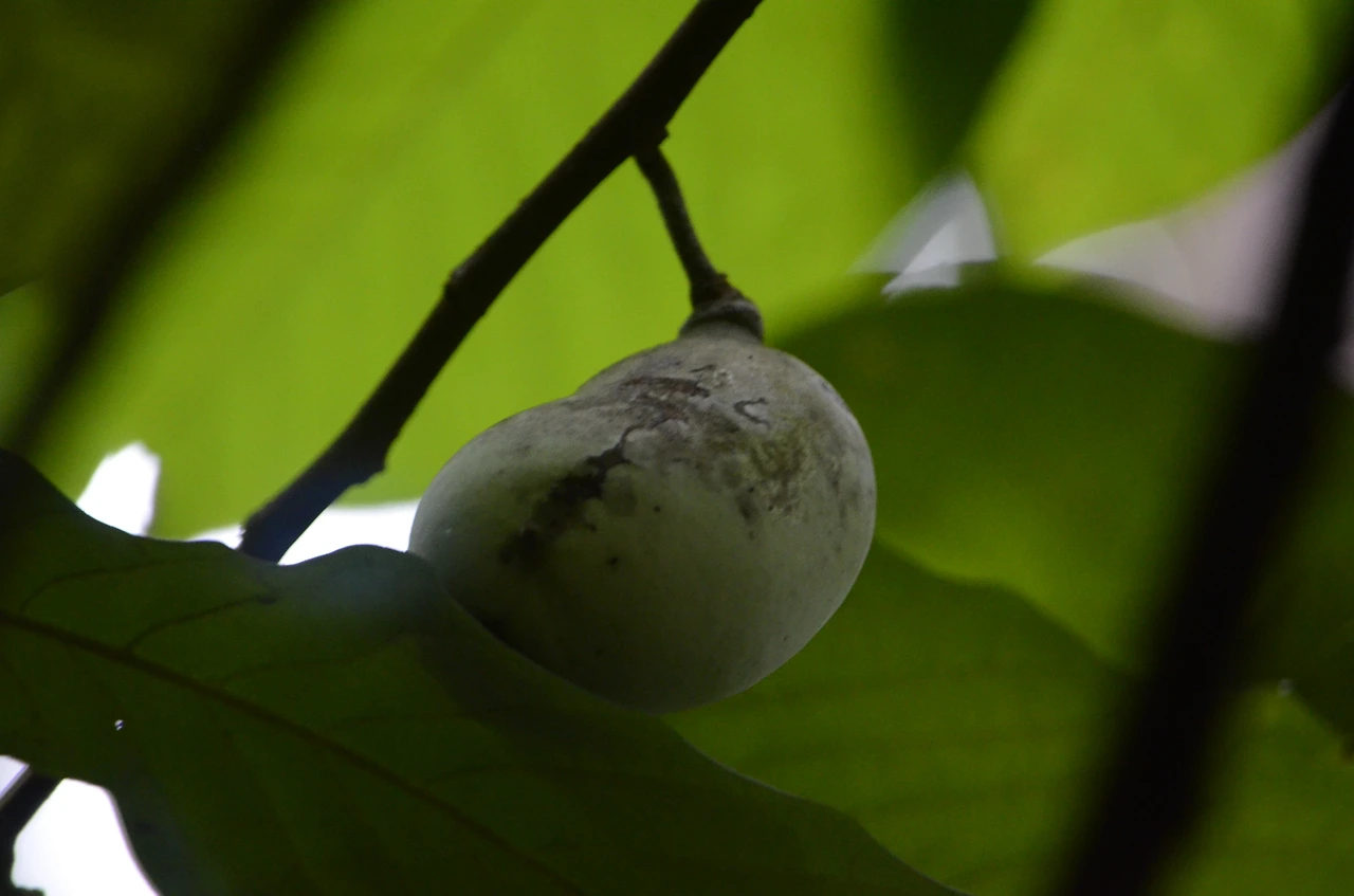 뽀뽀나무열매 (3).JPG