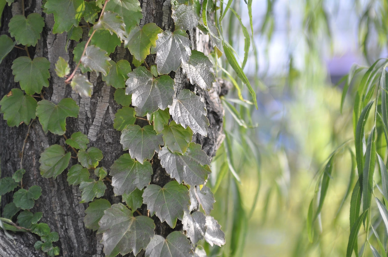 담쟁이덩굴 (2).JPG